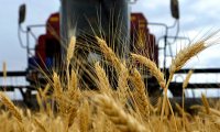 Турция убрала российскую пшеницу из санкционного списка