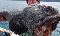 У берегов Фукусимы выловили гигантскую рыбу-мутанта 
