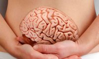 Ученые доказали связь между размером живота и объемом мозга