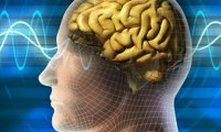 Ученые: Мужской мозг стареет быстрее, чем женский