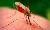 Ученые нашли способ искоренить малярию