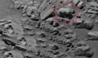 Ученые обнаружили на Марсе окаменелые останки медведя гризли