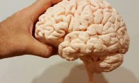 Ученые обнаружили способ побороть старение мозга