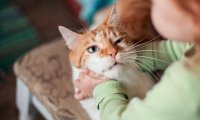 Ученые объяснили, почему объятия и игры с кошками представляют серьезную опасность