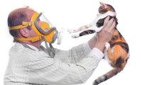 Ученые определили, почему кошки вызывают аллергию у людей