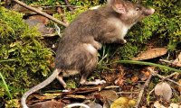 Ученые открыли новый вид крыс с необычной внешностью