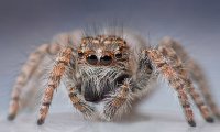 Ученые: пауки слышат людей на большом расстоянии