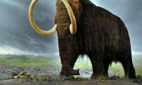 Ученые пообещали возродить мамонтов через два года‍