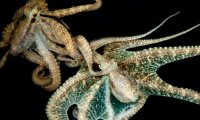 Ученые раскрыли секреты секса по-осьминожьи