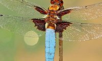 Ученые рассказали, как стрекозы уклоняются от секса‍