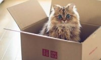 Ученые рассказали, почему кошки так любят картонные коробки