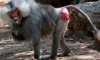Ученые развеяли миф о привлекательности крупного зада для бабуинов