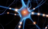 Ученые смогут активировать любой нейрон нашей нервной системы