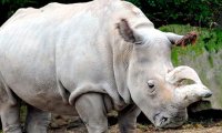 Ученые собираются "воскресить" вымершего белого носорога‍