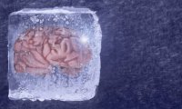 Ученые успешно оживили мозговую ткань из анабиоза: следующими могут стать люди