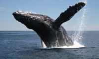 Ученые узнали, почему киты выпрыгивают из воды‍