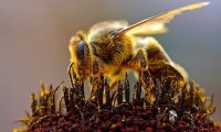 Ученые всего мира обеспокоены сокращением популяции пчел