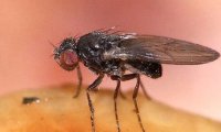 Ученые выяснили, что мухи испытывают страх перед людьми
