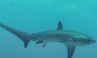 Ученым удалось сфотографировать роды акулы в природе