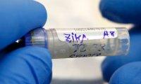 Ученым удалось защитить клетки от вируса Зика