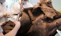 Учеными найдена кожа мамонта, пригодная для экспериментов по клонированию