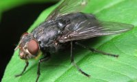 Учёные установили, что у мух бывают «дискотеки»