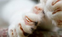 Удаление когтей делает котов злыми и болезненными
