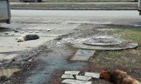 Улицы Ростова усеяны трупами бездомных собак