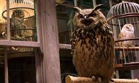 Уорнэр Бразэрс не представляет, каково живется совам в павильоне фильма о Гарри Поттере