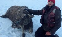 В Алтайском крае рыбак спас провалившегося под лед лося