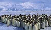 В Антарктиде оказалось на 3,6 млн. больше пингвинов, чем считалось ранее‍