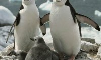 В Антарктику позвали работать людей, устойчивых к запаху пингвинов