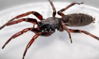 В Австралии мужчина лишился ноги после укуса паука