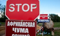 В Белгородской области нашли африканскую чуму