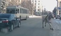 В центре Челябинска лошадь едва не устроила ДТП с троллейбусом‍