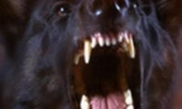 В центре Москвы обнаружено тело женщины со следами укусов собак‍
