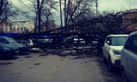 В центре Ростова рухнувшим деревом раздавило две машины