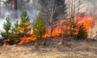 В двух районах Приамурья введен режим ЧС из-за лесных пожаров‍