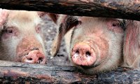 В ЕАО зарегистрировали 10 очагов африканской чумы свиней
