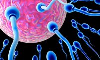 В Германии создали спермаботов, повышающих вероятность оплодотворения