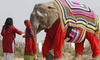 В Индии для слонов, которые замерзают по ночам, связали пижамы