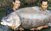 В Китае на прилавках магазинов появятся гигантские трансгенные карпы