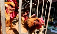 В Китае произошла вспышка птичьего гриппа