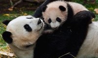 В Китае расшифровали "язык" больших панд