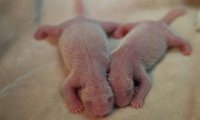 В Китае родились первые в 2015 году панды-близнецы