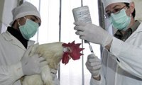 В Китае выявлен еще один случай заражения человека птичьим гриппом‍