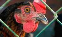 В Китае выявлен первый случай заражения человека птичьим гриппом H7N4