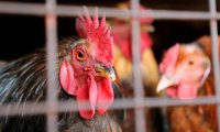 В Китае зафиксирована новая вспышка птичьего гриппа