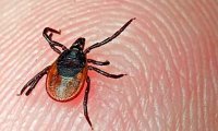 В Красноярске клещ присосался к 8-месячному малышу