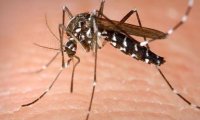 В Крыму нет комаров, способных переносить вирус Зика